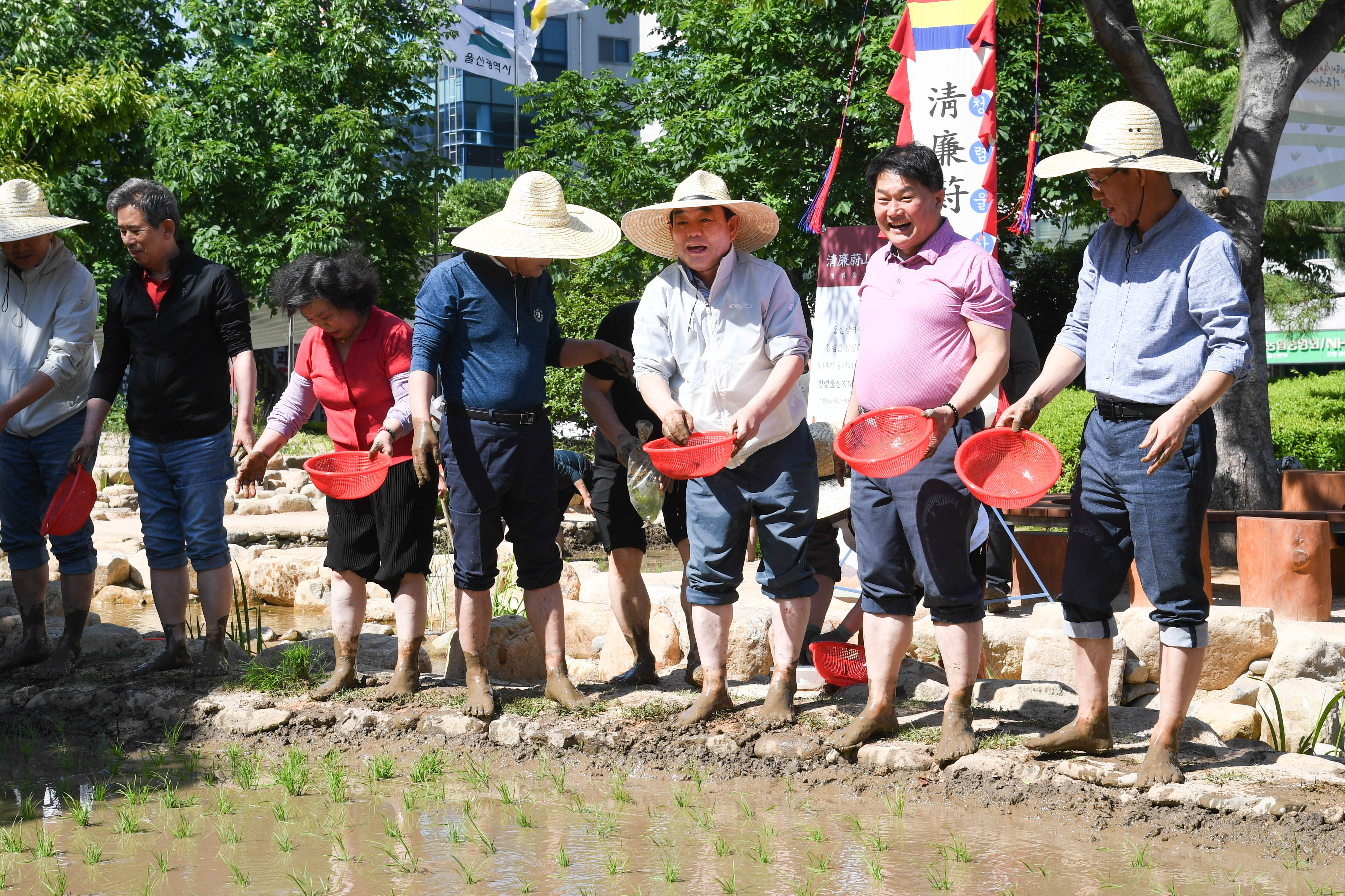 시 청사 생활정원 내 모내기 행사8